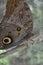 Amazonian Owl Butterfly, Pilipintuwasi, Iquitos, Peru