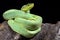 Amazonian palmviper, Bothrops bilineatus bilineatus