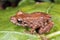 Amazonian rain frog