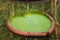 Amazonian water lilies\' leaves in heart shape