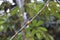 Amazonian white-tailed trogon  in Ecuador, south America