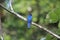 Amazonian white-tailed trogon  in Ecuador, south America