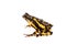 Amazons Harlequin Frog, Atelopus spumarius, on white