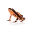 Amazons Harlequin Frog, Atelopus spumarius, on white