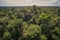 amazons jungle, with the canopy of trees and vines visible from above