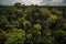 amazons jungle, with the canopy of trees and vines visible from above