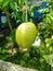 ambarella fruit on the tree