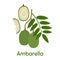 Ambarella Fruit. Vector Illustration EPS.