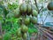 Ambarella fruits in the garden.