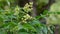 Ambarella or june plum flower with leaves