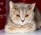 Amber eyes close-up face muzzle silver-gold tabby Scottish cat chinchilla on a red background