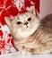 Amber-eyes face muzzle silver-gold tabby british cat chinchilla on a red background