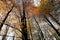 Amber and golden leaves on the trees at Nunburnholme East Yorkshire England