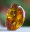 .amber, mineral specimen stone rock geology gem crystal