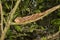 Amber Mountain chameleon, Calumma ambreensis is endemic chameleon, Amber mountain, Madagascar