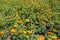 Amber orange flower heads of Tagetes patula