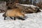 Amber Phase Red Fox Vulpes vulpes Moves