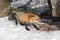 Amber Phase Red Fox Vulpes vulpes Moves Right