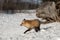 Amber Phase Red Fox Vulpes vulpes Turns Left