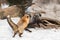 Amber Phase and Silver Fox Vulpes vulpes Jump at Each Other on Log Winter