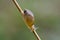 Amber snail on bent in field