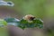 Amber snail on leaf in field