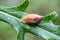 Amber snail on leaf in field