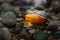 Amber stone. Mineral amber. Rosin yellow amber. Sunstone on a beach of pebbles.