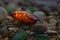 Amber stone. Mineral amber. Rosin yellow amber. Sunstone on a beach of pebbles.