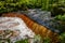 Amber waterfall. Nommeveski cascade on the river Valgejogi in Lahemaa National Park, Estonia