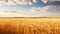 Amber waves of grain - America\\\'s golden fields of wheat