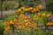 Amber Wheels Blanket flower