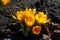 Amber yellow flowers of 5 crocuses in February
