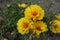 Amber yellow flowers of double Portulaca grandiflora