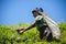 Ambewela, Sri Lanka - March 2018: Female tea picker harvesting crops on a hillside plantation.