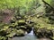 Ambience of a creek Curak in the significant landscape Green whirpool - Croatia / Ambijent potoka Curak u znaÄajnom krajoliku