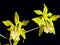 Ambiguous Encyclia Orchid