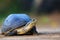 Amboina box turtle