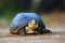 Amboina box turtle