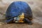 Amboina box turtle