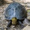 The Amboina Box Turtle