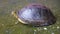 Amboina Box Turtle on concrete.