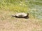 Amboina box turtle (Cuora amboinensis) on the shore