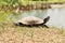 Amboina box turtle (Cuora amboinensis) on the shore