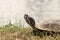 Amboina box turtle (Cuora amboinensis) on the shore