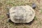 Amboina box turtle Cuora amboinensis on the shore