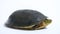 The Amboina box turtle (Cuora amboinensis), or southeast Asian box turtle Sulawesi isolated on white background