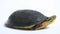 The Amboina box turtle (Cuora amboinensis), or southeast Asian box turtle Sulawesi isolated on white background