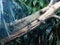 Amboina sail-finned lizard  closeup 13