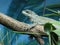 Amboina sail-finned lizard  closeup 17